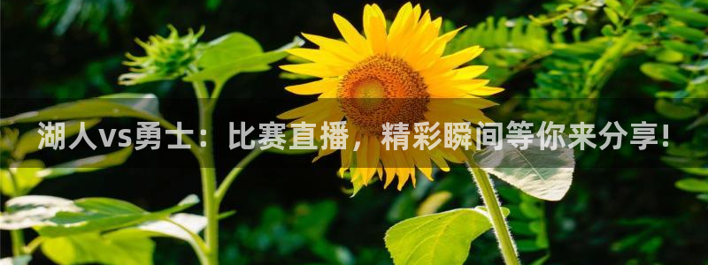833体育赛事直播：湖人vs勇士：比赛直播，精彩瞬间等你来分享!