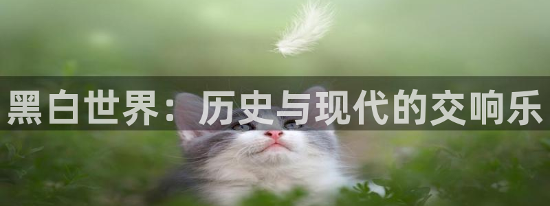 足球比赛直播间833：黑白世界：历史与现代的交响乐